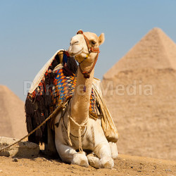 White Camel Resting Pyramids Cheops
