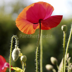 capsules with poppy