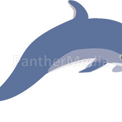 Doplhin