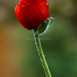 Papaver,Gewächs,Mohngewächs