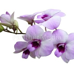orchids - orchidaceae