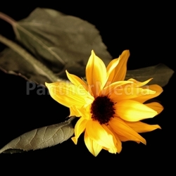 sun flower