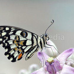 Mating