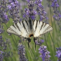 iphiclides podalirius,scarce swallowtail