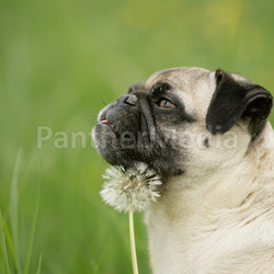 mops with dandelion