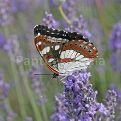 limenitis reducta,kingfisher