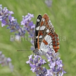 limenitis reducta,kingfisher