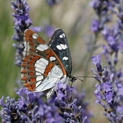 limenitis reducta,kingfisher
