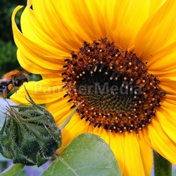 flower sunflower