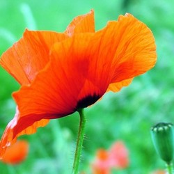 poppy flower (2)