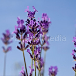 blue violet lavender blossoms herb bloom blossom