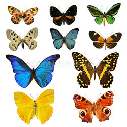 colorfull butterfly