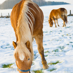 horses in snow