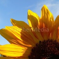 summer flower
