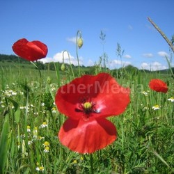 poppy plant scenery flower nature countryside poppies