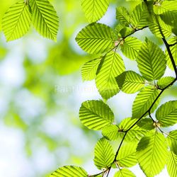 Beautiful, harmonious forest detail
