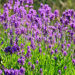 lavender - lavender 54