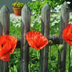 Mohn am Gartenzaun