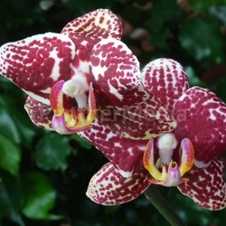 dark red spots