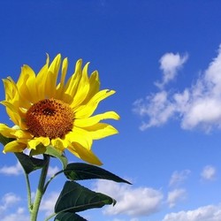 sunflower