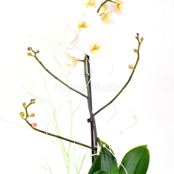 Orchideen Blüten