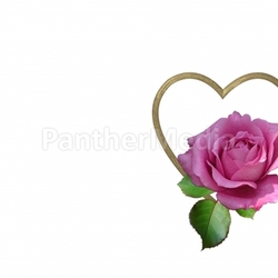 rose and heart