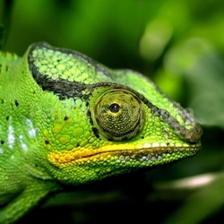 kopf reptil leguan tier schuppig echse hautschuppen fauna seitlich reptilien lebewesen