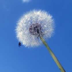pusteblume with guest