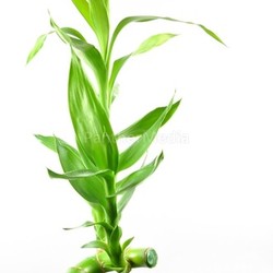 Isolated lucky bamboo leaf