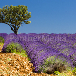 lavender field with a tree, Provence, France