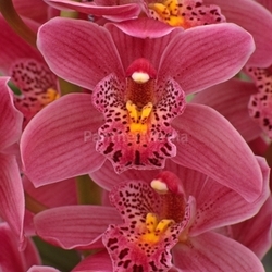 cymbidium hybrids cymbidium,kahnorchidee