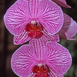 phalaenopsis hybrids,orchid
