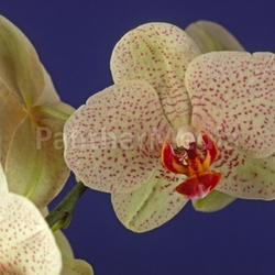 phalaenopis hybrids,moth orchid