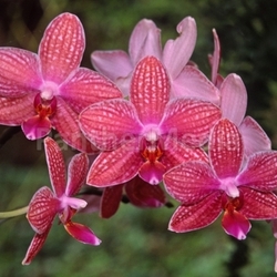 phalaenopsis hybrids no. 35392
