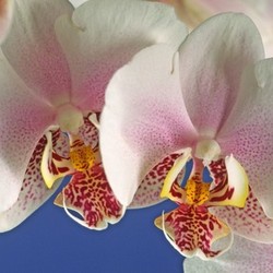 phalaenopis hybrids,moth orchid