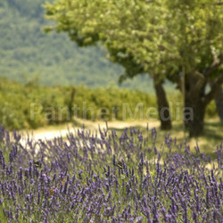 Lavender field with trees, Provence. France.