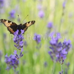 butterfly on lavender