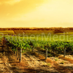 Amazing Vineyard Sunset