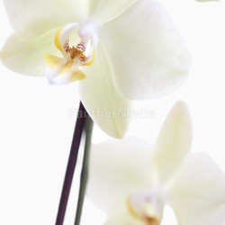 orchid