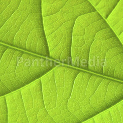 Leaf