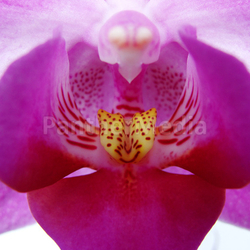  orchid. macro.