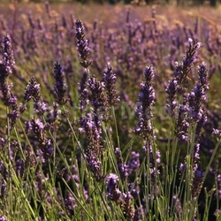 lavender 2