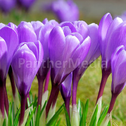 purple crocuses greet the sun