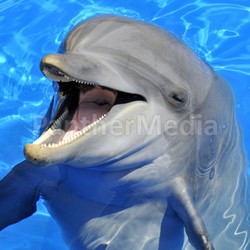 Head of  bottlenose dolphin