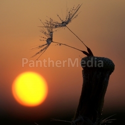 pusteblume (3)