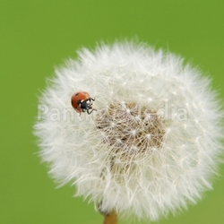 coccinella