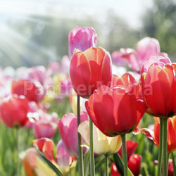 spring sun