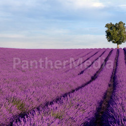 Rich lavender field with a lone tree