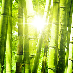 Bamboo forest