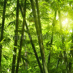 Bamboo forest. 